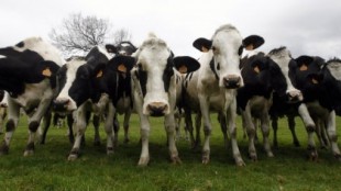 Los ganaderos gallegos dejaron de percibir 2.400 euros por vaca debido al cártel lácteo