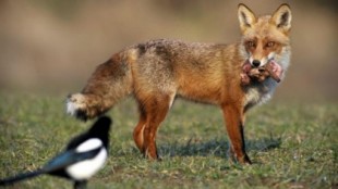 Estados Unidos usa "bombas de cianuro" para matar alrededor de 14.000 zorros, coyotes y perros salvajes al año