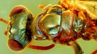 Estos increíbles fósiles en ámbar revelan los verdaderos colores de los insectos antiguos