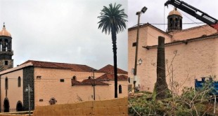 Talan en La Orotava una histórica palmera catalogada como árbol monumental