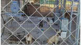 Rescatan 17 cachorros de un criadero ilegal de perros en Illescas