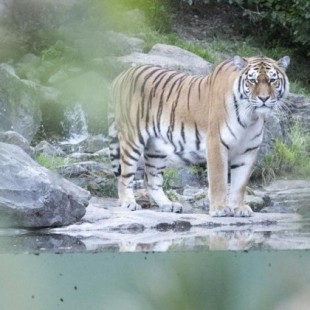 Una cuidadora del zoo de Zúrich muere atacada por un tigre ante la presencia de los visitantes