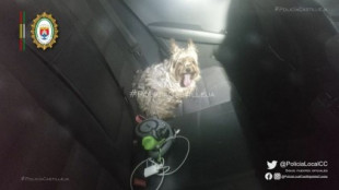 Denunciado por dejar el perro dentro del coche con 40ºC en el exterior