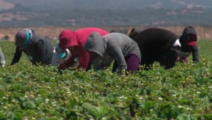 Detienen en Granada a catorce empresarios agrícolas por explotar a migrantes irregulares