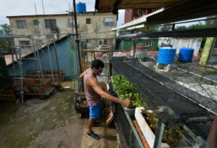 Cultivos en techos y patios de Cuba : no es moda, es necesidad