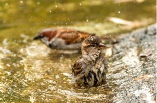 Pon un bebedero y ayuda a las aves en verano