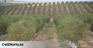 Olivos que esquilman el agua milenaria o cómo abrir la puerta al avance de la desertificación en España
