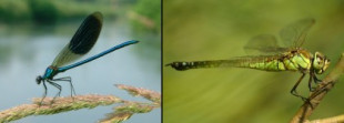 10 datos curiosos sobre las libélulas