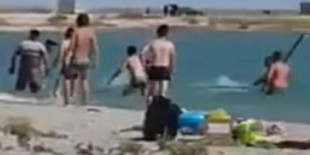 Turistas golpean a una foca hasta dejarla inconsciente para que los niños puedan fotografiarse con ella