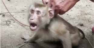 Monos desesperados en la industria del coco