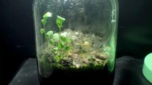 Esta jarra de cristal lleva cerrada 12 años. En su interior ha evolucionado un fascinante ecosistema