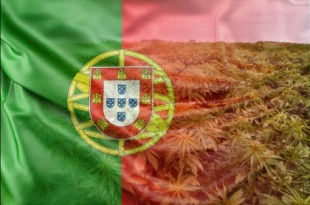 Portugal ofrecerá licencias abiertas para producir cáñamo
