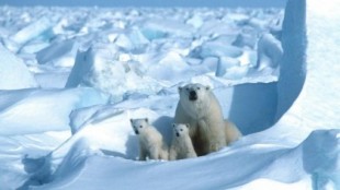 Adiós a los osos polares: según la ciencia, esto es lo que le queda de vida a esa especie