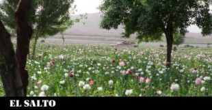 “Podía vivir con eso”: cómo la CIA hizo Afganistán seguro para el opio
