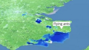 Radares meteorológicos detectan un enorme enjambre de hormigas voladoras en el Reino Unido