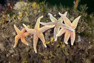 Las estrellas de mar proporcionan el eslabón perdido en la evolución de moléculas clave de mensajería cerebral