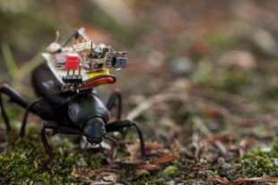 Una diminuta cámara robótica permite ver como un insecto