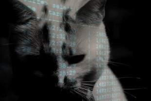 Un ciberatacante destruye miles de bases de datos MongoDB y Elasticsearch y deja sólo una firma: "miau"