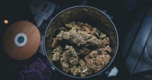 «Una ley más severa no lleva a la gente a dejar de consumir cannabis»