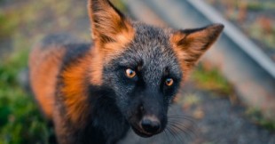 Fotógrafo retrata de cerca a un singular zorro negro y anaranjado