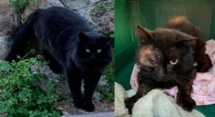 El antes y el después de un gato obligado a vivir en la calle
