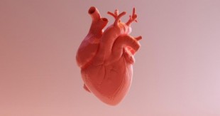 Crean un corazón capaz de bombear impreso en 3D con células madre humanas