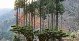 Este antiguo método de poda japonés del siglo XIV permite la producción de madera sin talar los árboles [ENG]