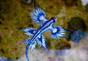 Dragón azul, la extraña especie marina que se alimenta de carabelas portuguesas