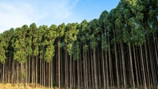 Un informe del Gobierno Vasco concluye que los eucaliptos tienen "un efecto ambiental negativo"