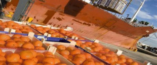 España rechaza naranjas importadas de Argentina por residuos de pesticidas