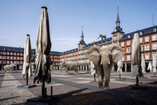 Empiezan a verse los primeros elefantes en las calles españolas tras la marcha de Juan Carlos I