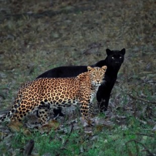 Un fotógrafo invierte 6 días en hacer la foto perfecta de un leopardo y su "sombra" de pantera negra