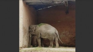 Kaavan, conocido como "el elefante deprimido", será liberado tras 35 años de cautiverio en un zoológico