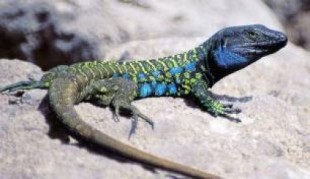 Mata ‘sin miramientos’ cinco lagartos protegidos en Tenerife