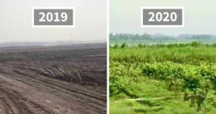 Cómo luce una de plantaciones del proyecto de 10 mil millones de árboles en Pakistán, un año después [ENG]