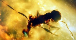 Hallan dentro de un ámbar a una “hormiga del infierno” de 99 millones de años comiéndose una cucaracha