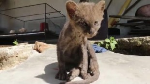 Adopta a un gato callejero y finalmente resulta ser un puma yaguarundí