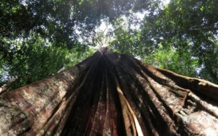 Brasil quiere vender el 15% del Amazonas a fondos de inversión