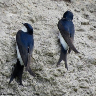 De paseo por la naturaleza: ¿Por qué se destruyen todavía nidos de aviones y golondrinas?