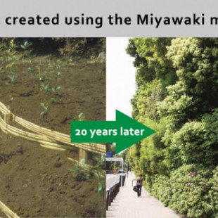 Método de reforestación Miyawaki, consigue que los árboles crezcan 10 veces más rápido