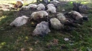 Más de 30 ovejas y una vaca mueren por causa de un rayo caído en Sorogain