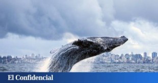 Las ballenas vuelven a las rías gallegas:14 ejemplares en el mayor avistamiento