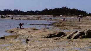 El furtivismo de verano continúa causando daños en los bancos de marisco gallegos (GAL)