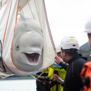 La cara de la felicidad de una beluga que recupera la libertad en Islandia