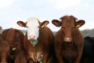Los ganaderos en Botsuana no paraban de perder vacas hasta que decidieron pintarles ojos en el culo