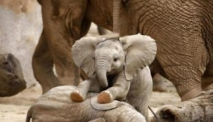 Día Mundial del Elefante: la crueldad hacia estos animales se encuentra en ascenso