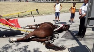 Un caballo muere por un golpe de "calor abrasador" mientras llevaba en un carruaje a varios turistas