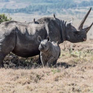 Los rinocerontes negros están muriendo por una extraña enfermedad que no contraen en la naturaleza