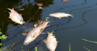 Los pescadores de Árdenas (Francia) denuncian a Nestlé por contaminación: "Han matado a miles de peces" [FR]