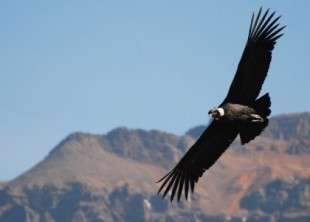 El cóndor pasa hasta 172 kilómetros seguidos sin batir sus alas durante el vuelo